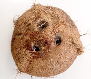 el coco