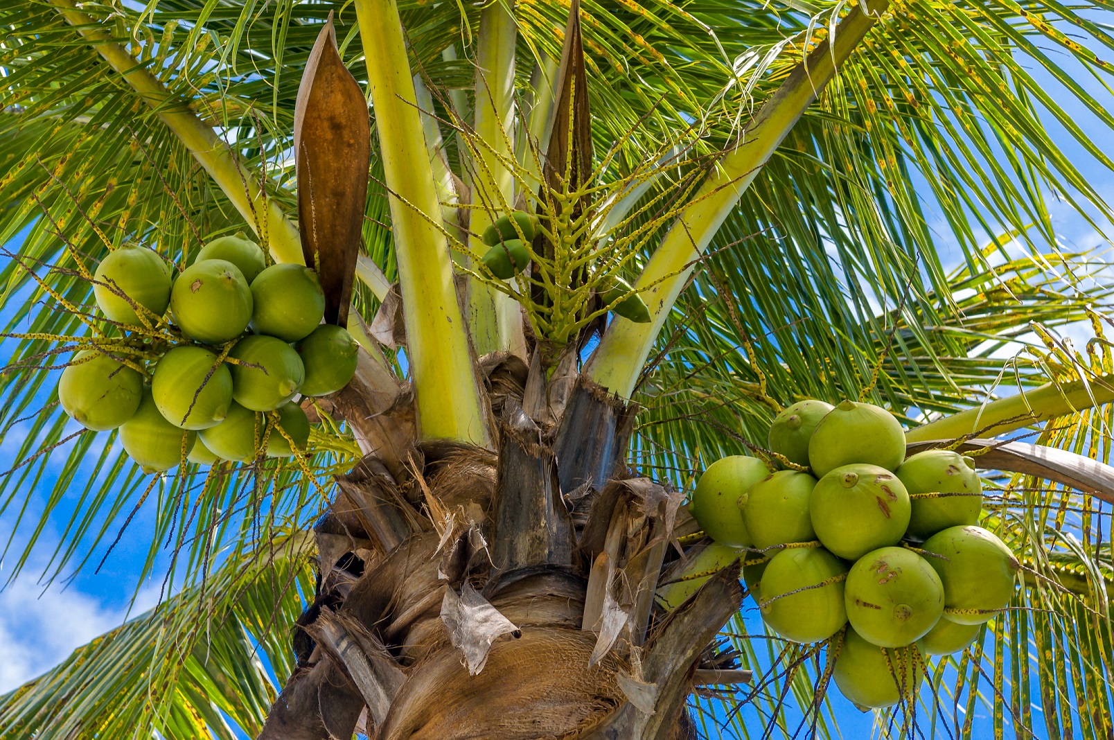 How To Say Coconut In Vietnamese