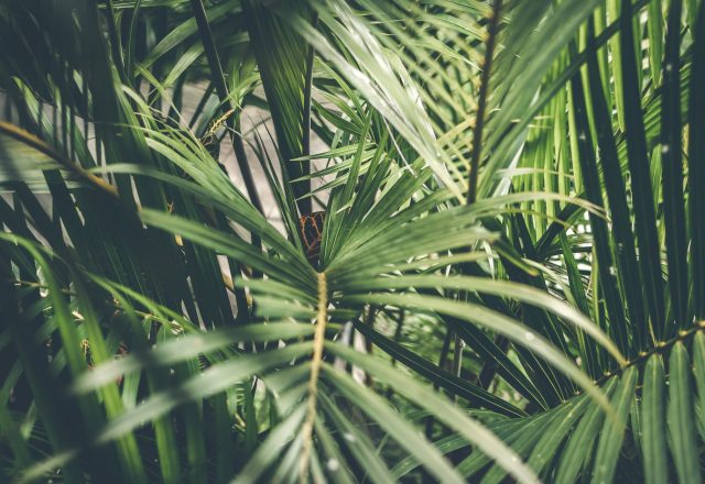 close up photo of palm plant