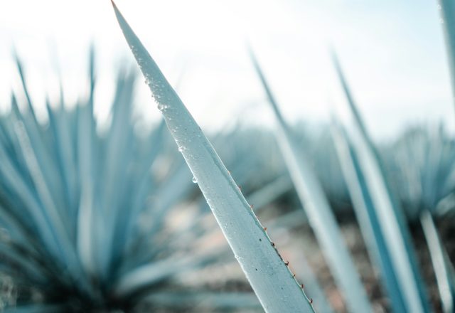 Photo by BRUNO CERVERA on Unsplash
