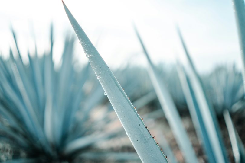 Photo by BRUNO CERVERA on Unsplash
